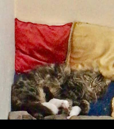 persian tripple coat white baby for booking this time