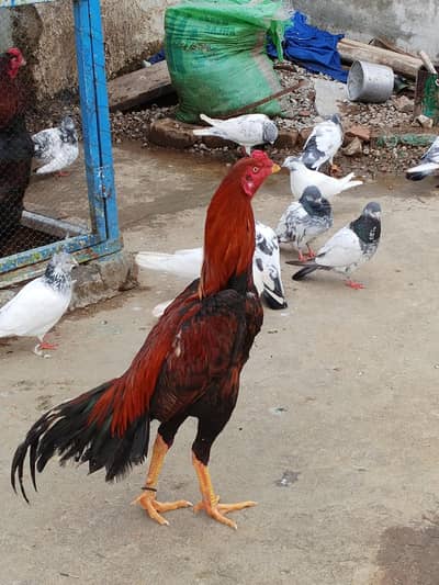 lakha patha age 10 month