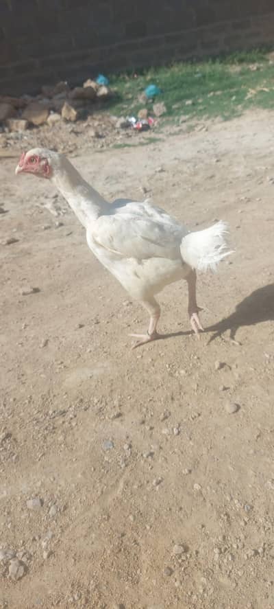 Aseel Heera White Madi – Pure Breed Healthy Stock