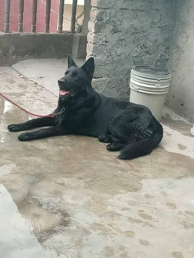 black German shepherd