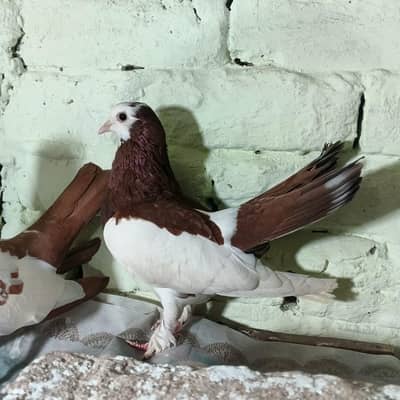 Volga tumbler breeder.  american patha.