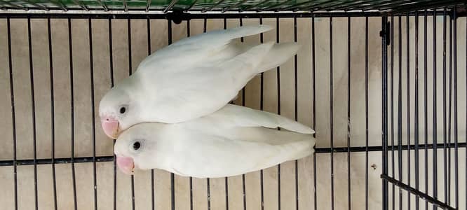 Albino black eye jumbo size breeder pair