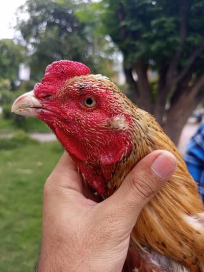 High Quality Aseel Bird's