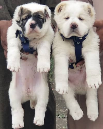 Alabai | King alabai puppies | Central Asian Shepherd dog for sale
