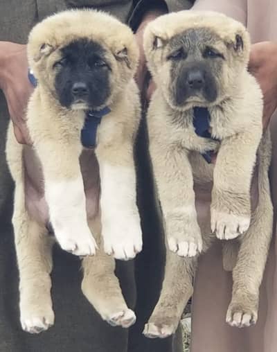 kurdish kangal puppy | afghan kochi pair | security dog
