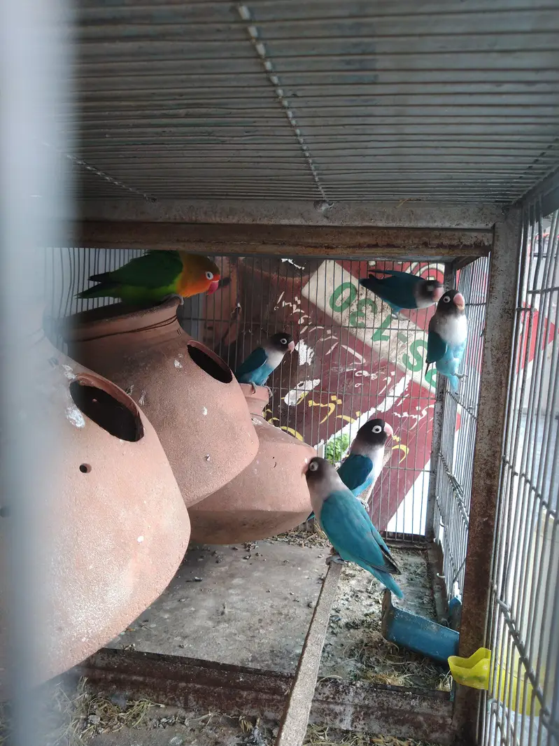blue pasnata — photo 3
