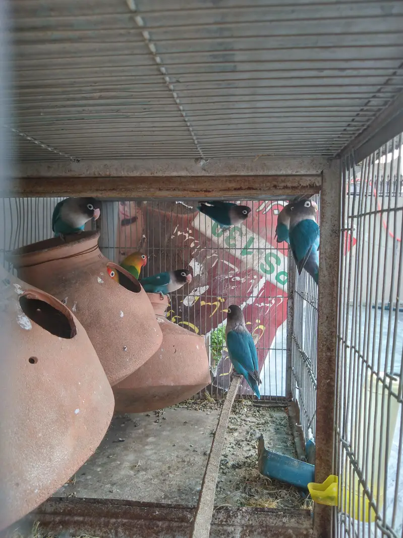 blue pasnata — photo 4