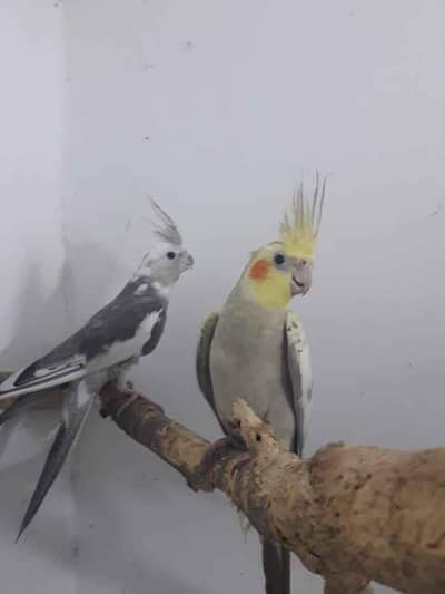 cockatiel parrot 