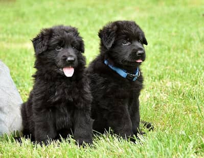 black German Shepherd puppies | gsd | long coat pair for sale