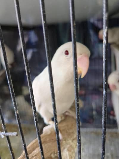 Albino red eyes breader colony for sale