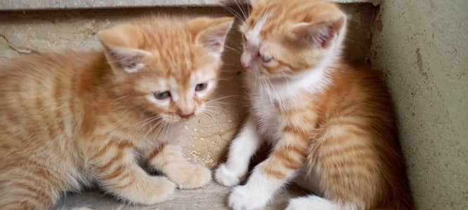 Pair persian cat baby.