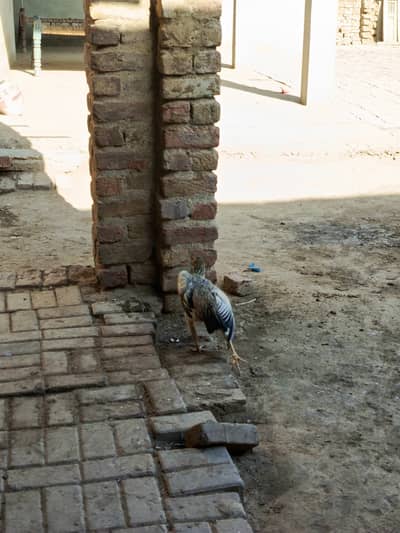 “My hen lays 13 or more eggs. ”