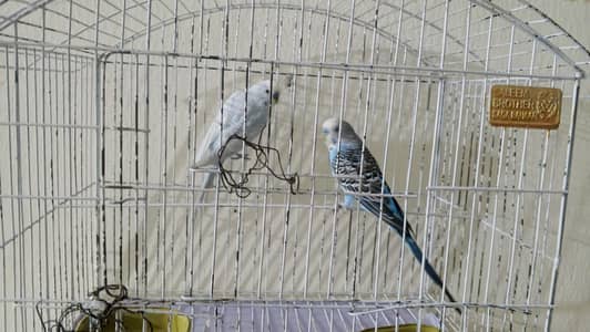 cage sile with  birds