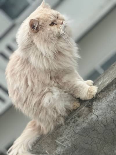 Bht sari cat hogi hai is leye sale kar rahy hy