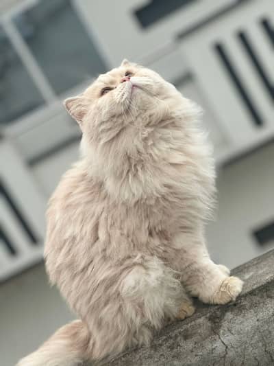 Bht sari cat hogi hai is leye sale kar rahy hy