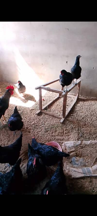 Healthy Desi Egg Laying Hens | Daily Fresh Eggs