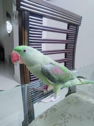 Pahari tota  ( orignal )