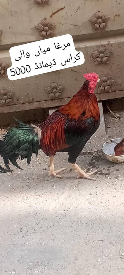 pure aseel 1 murga 3 murgiyan