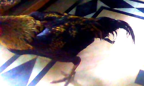 Aseel Mianwali,age 20months