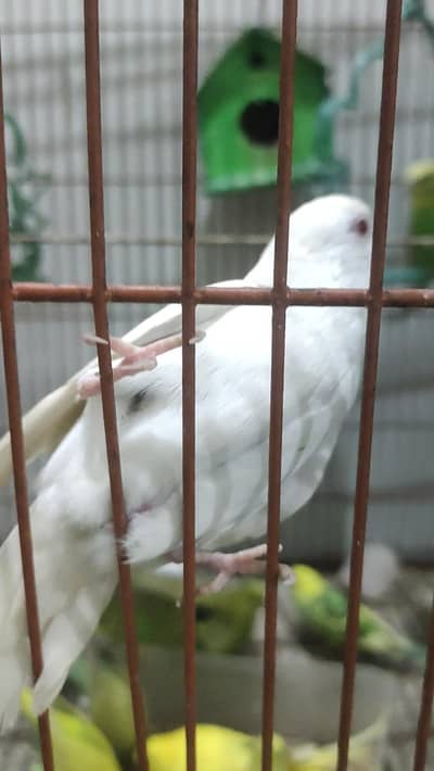 12pair budgie argent sale