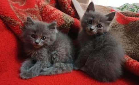 British breed kittens