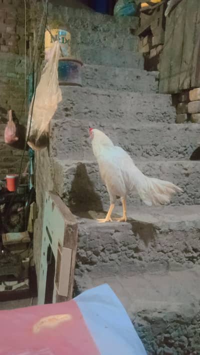 hera aseel check 5 months age available Rawalpindi