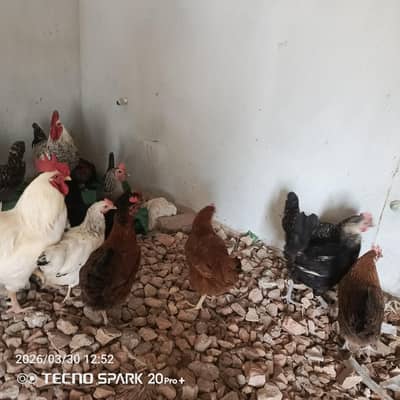 egg laying hens for sale