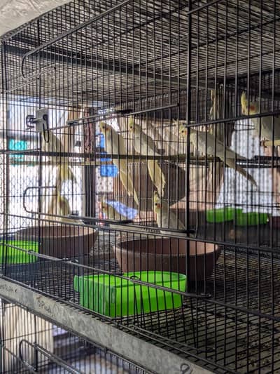 Healthy cockatiels looking for new shelter