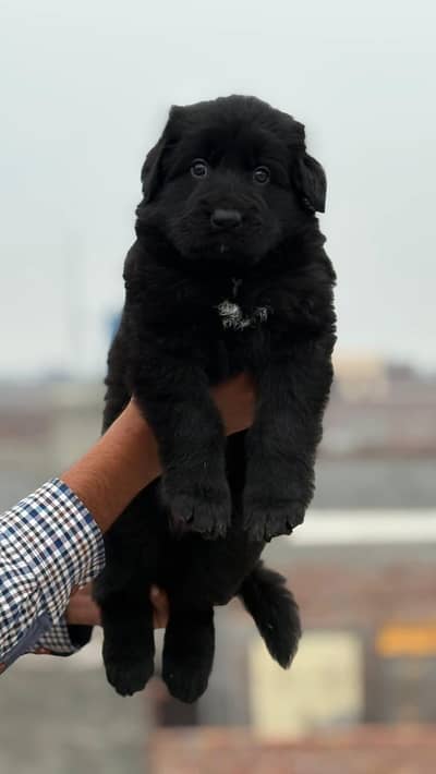 Black shepherd pupps