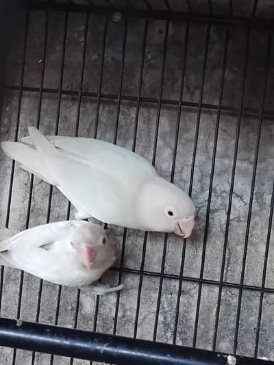 love bird pair