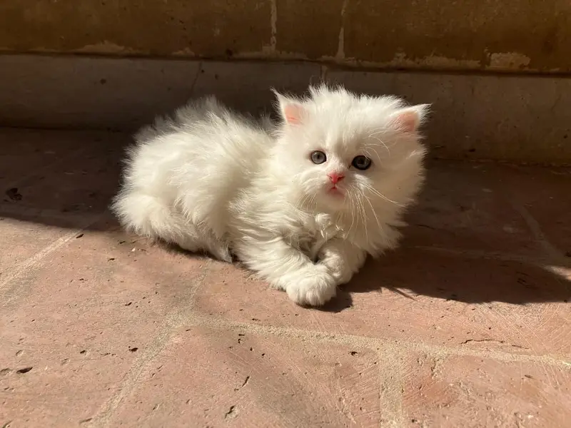 Cats plus kittens — photo 2