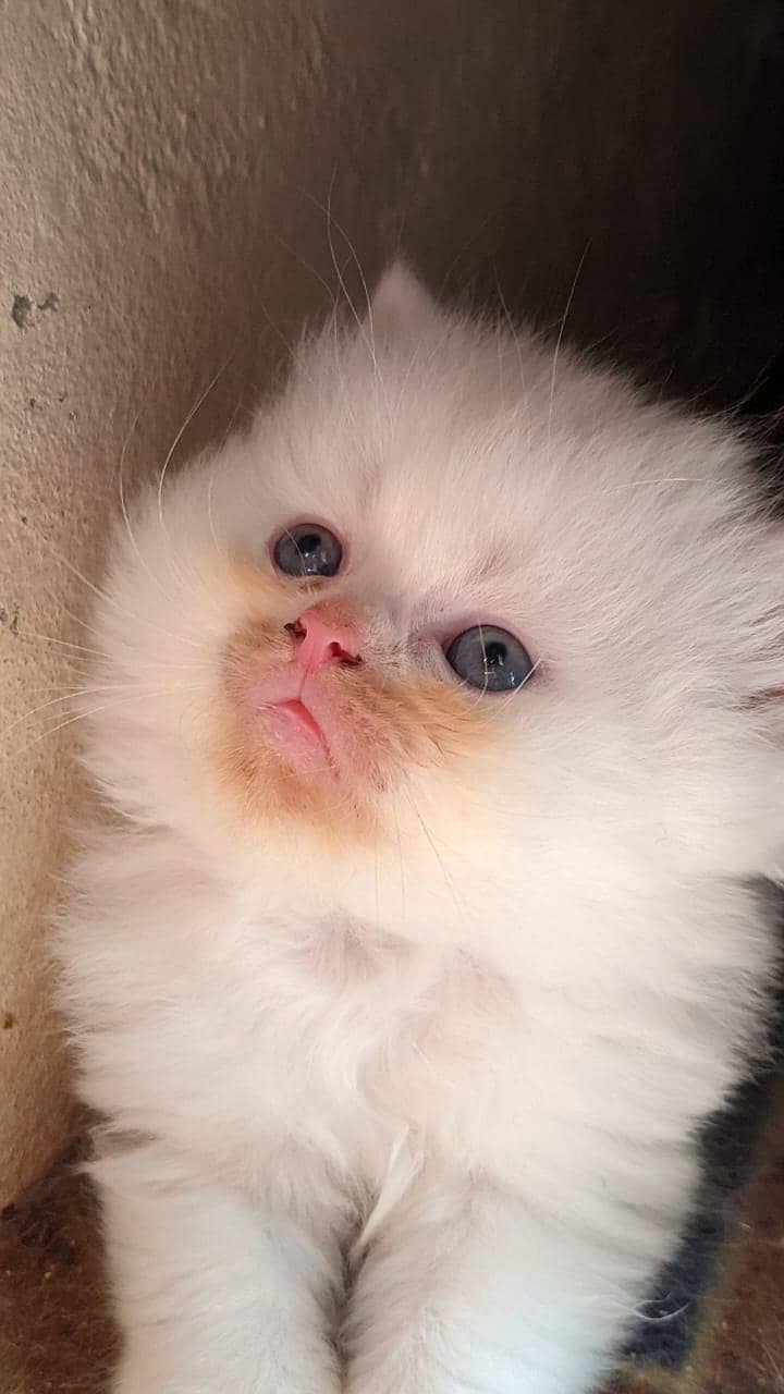 Cats plus kittens 2