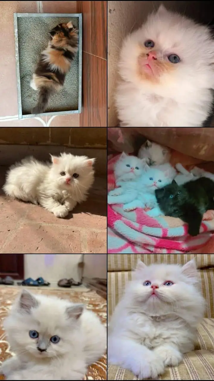 Cats plus kittens — photo 6