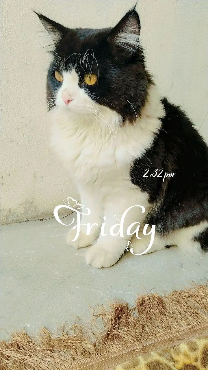 Cats plus kittens — photo 7