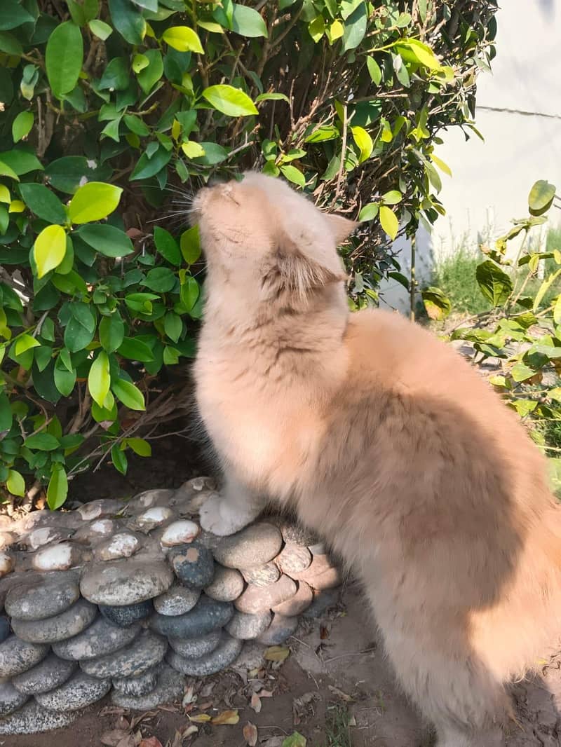 Cats plus kittens 7