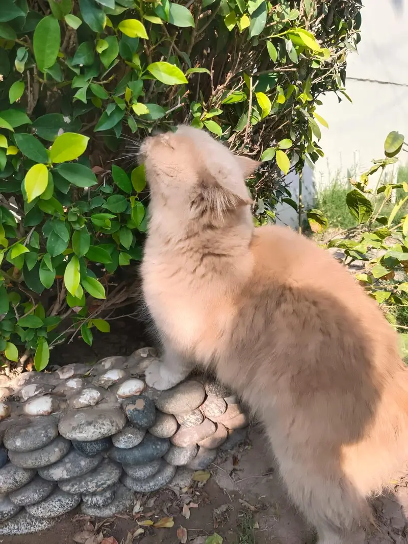 Cats plus kittens — photo 8
