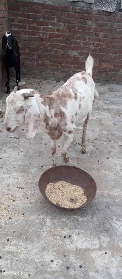 Desi Bakri For sale