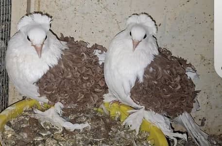 Diffetent Fancy Pigeons Chicks and Pathay available for sale.