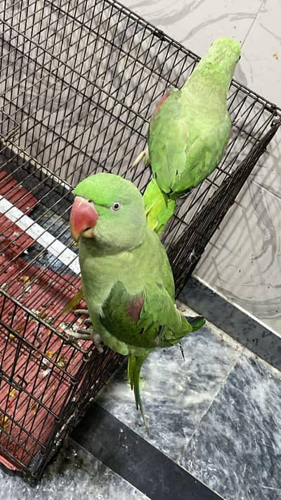 hand Tame RAW Parrot