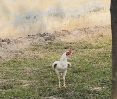 Heera aseel pure mianwali