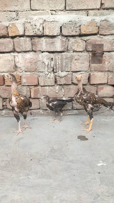 Shamo and Mianwali Aseel Females  Whatsapp(03217416300)