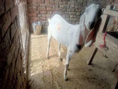 Desi rajanpuri bakry 6