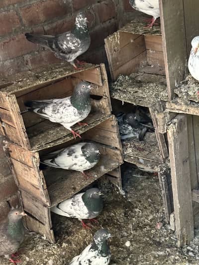 30 pigeons for sale mix peice