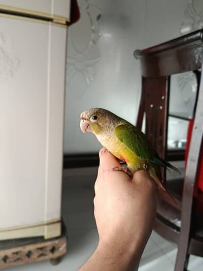 pineapple conuore tamed LOOKING FOR A NEW HOME