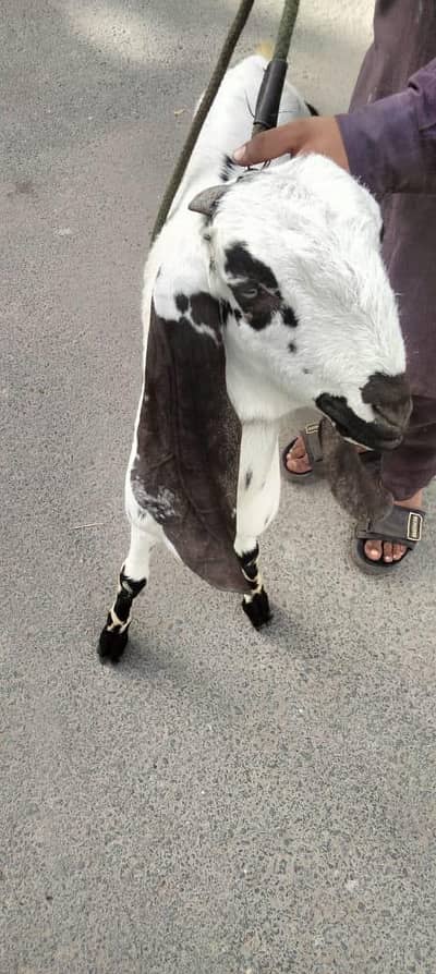 Maki chini path for sale