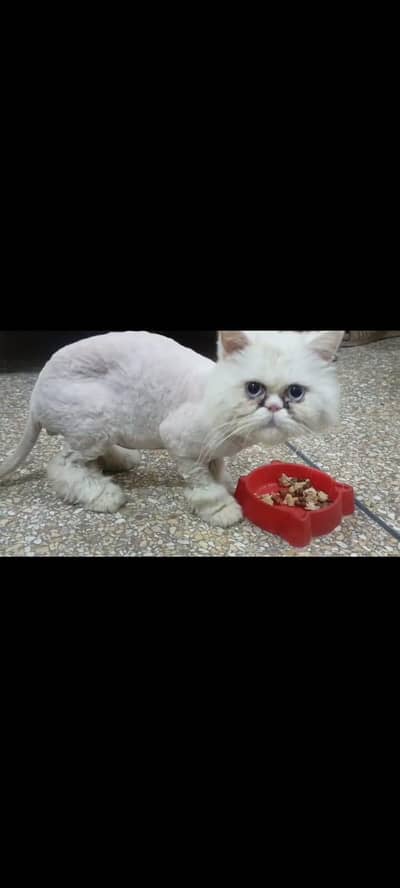 EXTREME PUNCH FACE MALE