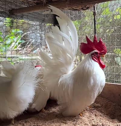 Fancy Hens White Leghorn