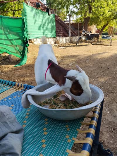 gulabi patela for sale