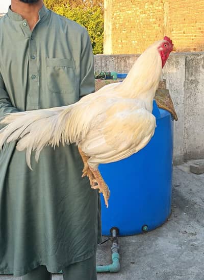 old blood line paper white heeraa