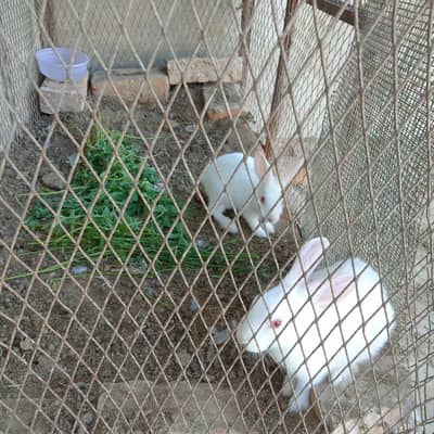 white rabbits red eyes